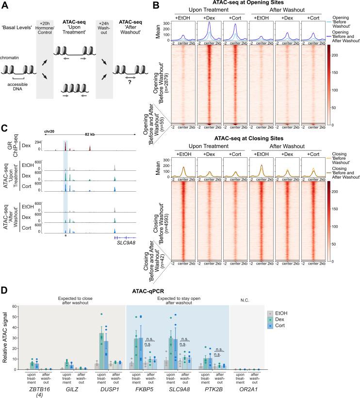 https://cdn.ncbi.nlm.nih.gov/pmc/blobs/46d1/8403771/91ee0fc095b1/LSA-2021-01080_Fig2.jpg