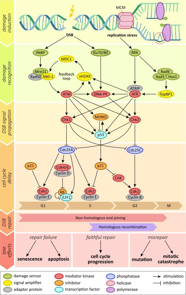 https://cdn.ncbi.nlm.nih.gov/pmc/blobs/46d4/4637291/cdb00086b651/oncotarget-06-19366-g001.jpg