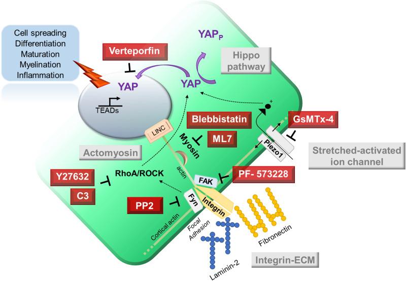 https://cdn.ncbi.nlm.nih.gov/pmc/blobs/46d7/8088332/1b2b1d5831ee/ABPID9-000005-021505_1-g001.jpg