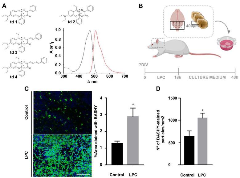 https://cdn.ncbi.nlm.nih.gov/pmc/blobs/46db/8620345/a3e434179f4f/cells-10-03163-g001.jpg