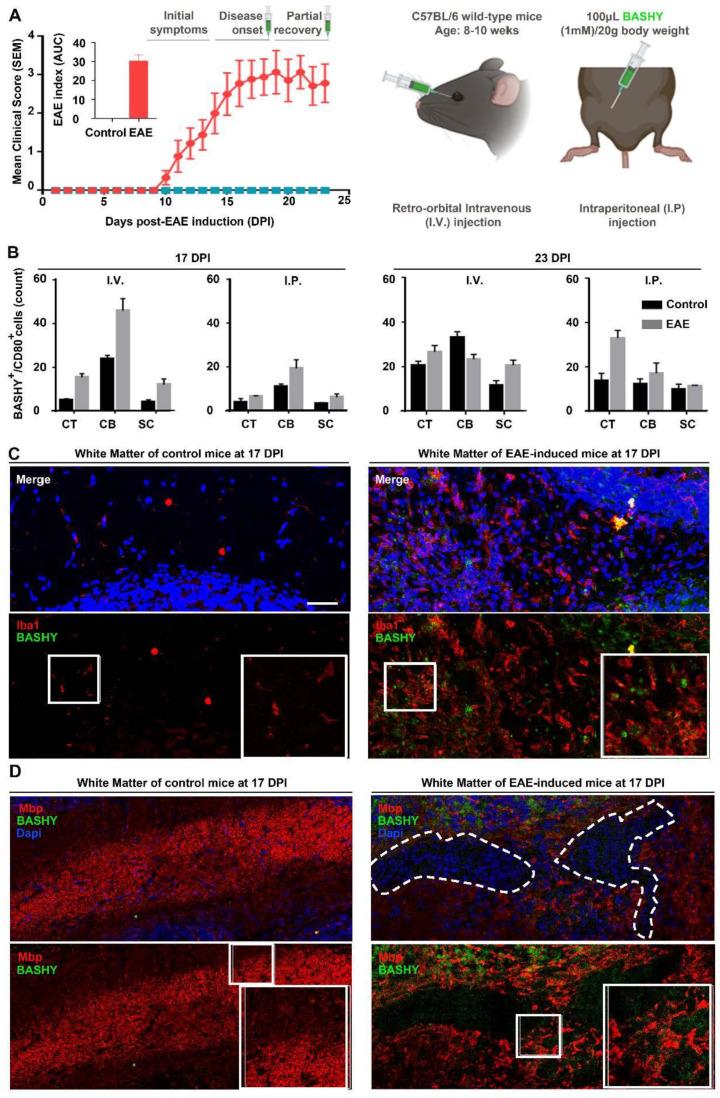 https://cdn.ncbi.nlm.nih.gov/pmc/blobs/46db/8620345/ffeb5ab7fd41/cells-10-03163-g004.jpg