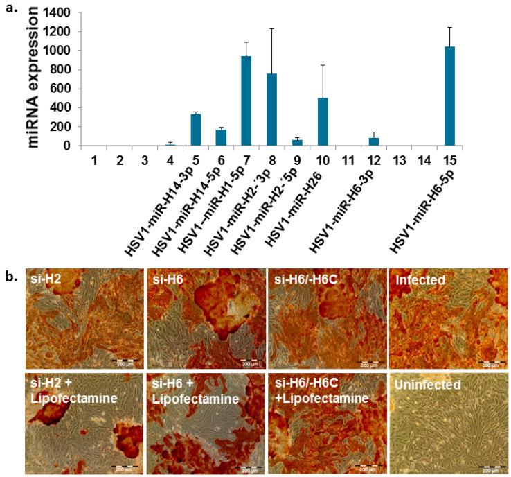 https://cdn.ncbi.nlm.nih.gov/pmc/blobs/46dd/8948811/fe8d7dce4d06/pharmaceutics-14-00633-g001.jpg
