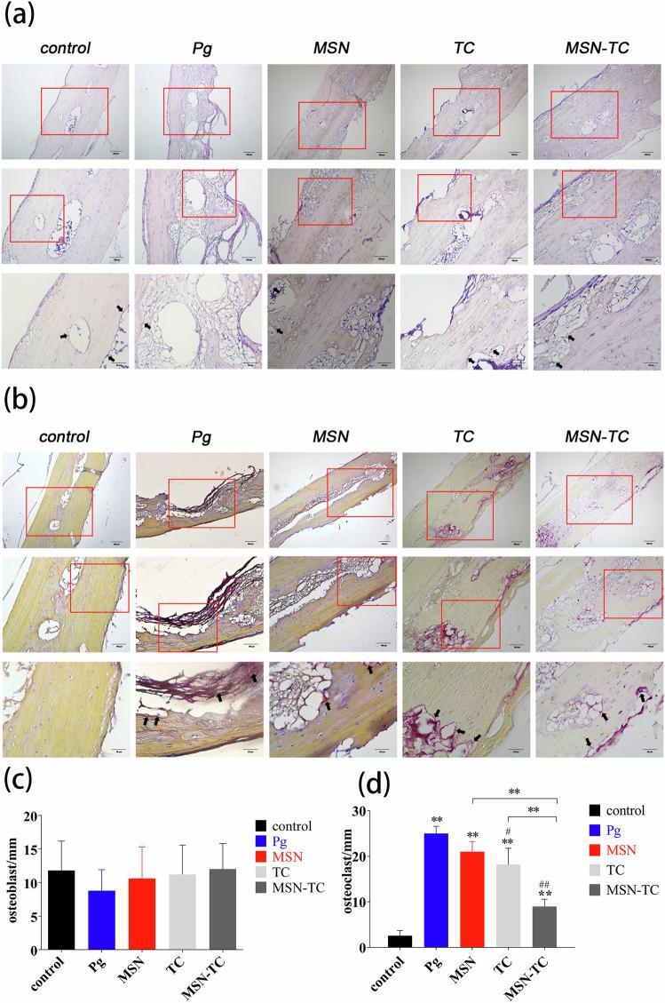 https://cdn.ncbi.nlm.nih.gov/pmc/blobs/46df/11442573/33abbce58fe8/10856_2024_6827_Fig6_HTML.jpg