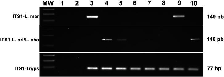 https://cdn.ncbi.nlm.nih.gov/pmc/blobs/46df/12187069/e6148df6c087/parasite-32-37-fig5.jpg