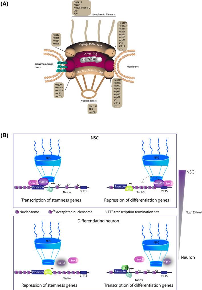 https://cdn.ncbi.nlm.nih.gov/pmc/blobs/46e1/9290943/6b5c4665d73b/STEM-39-1601-g001.jpg