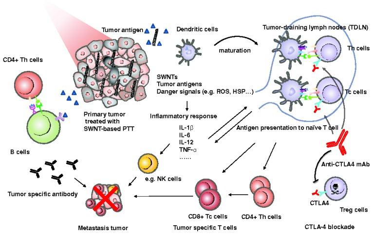 https://cdn.ncbi.nlm.nih.gov/pmc/blobs/46e2/4860886/9cc3adbc4931/thnov06p0762g006.jpg