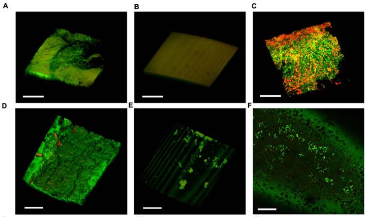 https://cdn.ncbi.nlm.nih.gov/pmc/blobs/46eb/8267894/d244613f5464/fmicb-12-685698-g008.jpg