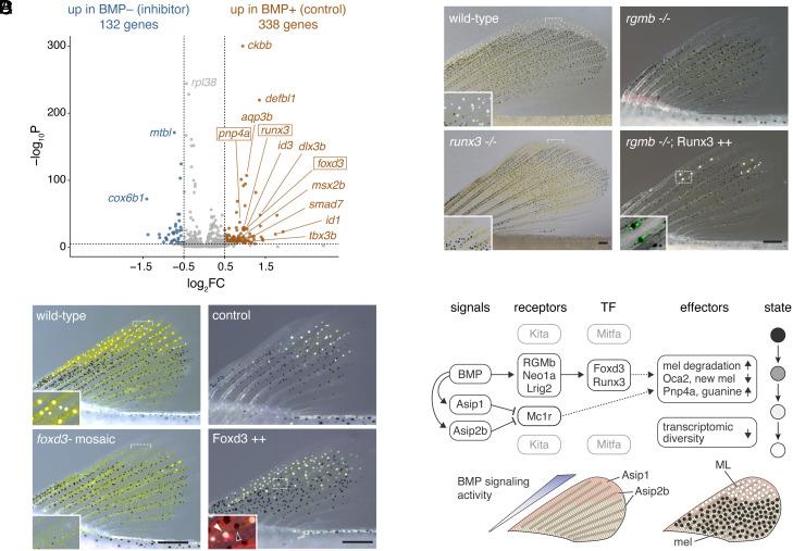 https://cdn.ncbi.nlm.nih.gov/pmc/blobs/46ee/11874323/c5240e55670b/pnas.2424180122fig04.jpg