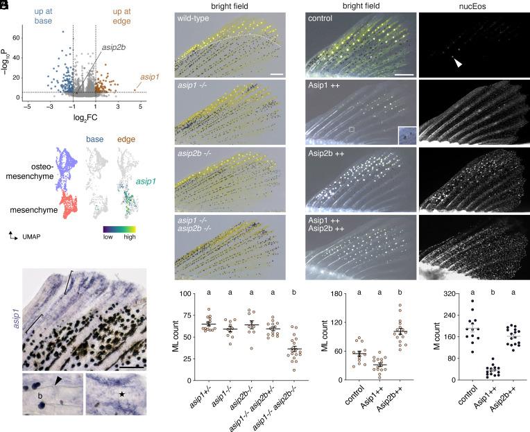 https://cdn.ncbi.nlm.nih.gov/pmc/blobs/46ee/11874323/c569fe1ac421/pnas.2424180122fig02.jpg