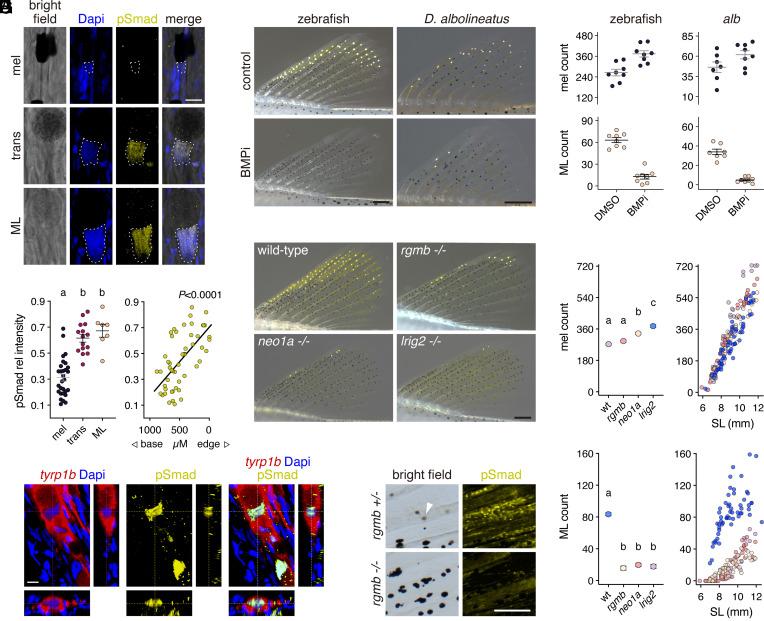 https://cdn.ncbi.nlm.nih.gov/pmc/blobs/46ee/11874323/f037a61c8bd3/pnas.2424180122fig03.jpg