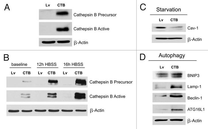 https://cdn.ncbi.nlm.nih.gov/pmc/blobs/46f3/3383590/0a1f5a8e5a74/cc-11-2285-g4.jpg