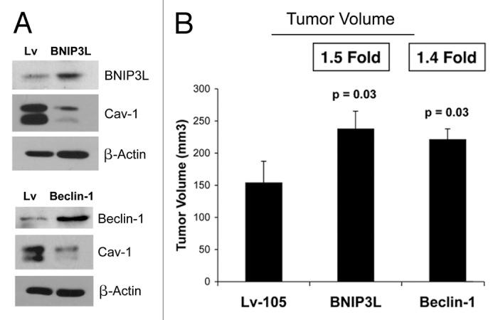 https://cdn.ncbi.nlm.nih.gov/pmc/blobs/46f3/3383590/268eeea8cd5a/cc-11-2285-g3.jpg