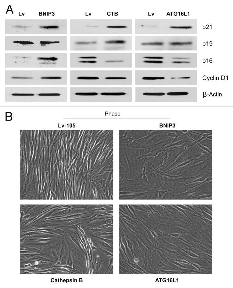 https://cdn.ncbi.nlm.nih.gov/pmc/blobs/46f3/3383590/40a77aac215d/cc-11-2285-g11.jpg