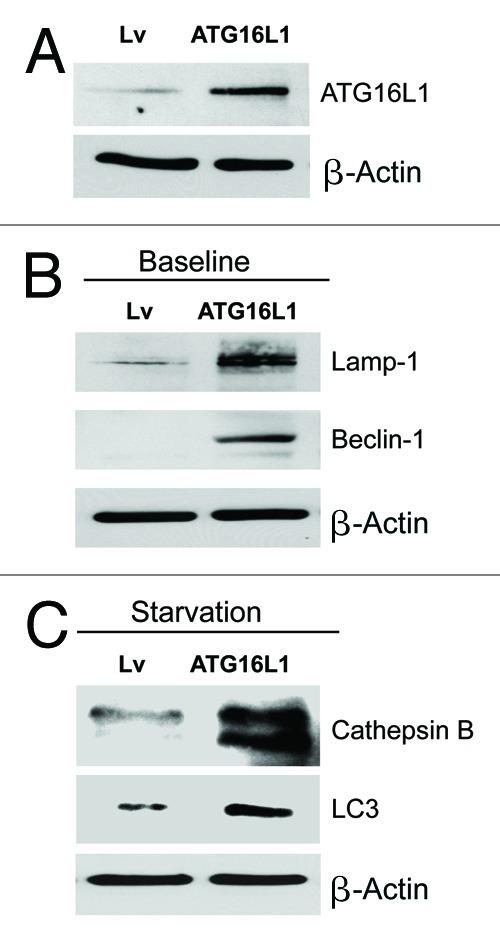 https://cdn.ncbi.nlm.nih.gov/pmc/blobs/46f3/3383590/523e917dea46/cc-11-2285-g6.jpg