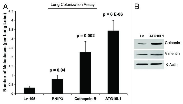 https://cdn.ncbi.nlm.nih.gov/pmc/blobs/46f3/3383590/56909ca2813e/cc-11-2285-g10.jpg