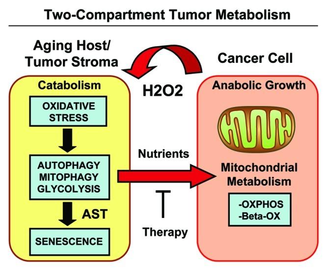 https://cdn.ncbi.nlm.nih.gov/pmc/blobs/46f3/3383590/7d7e5488c9fb/cc-11-2285-g15.jpg