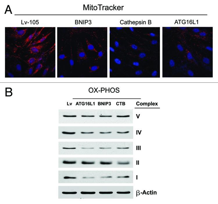 https://cdn.ncbi.nlm.nih.gov/pmc/blobs/46f3/3383590/8f3165075305/cc-11-2285-g8.jpg