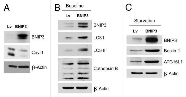 https://cdn.ncbi.nlm.nih.gov/pmc/blobs/46f3/3383590/9386af0e647d/cc-11-2285-g1.jpg