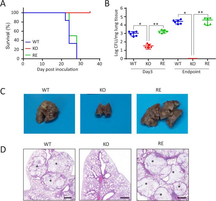 https://cdn.ncbi.nlm.nih.gov/pmc/blobs/46fe/12061408/b211a13d9f46/ppat.1013089.g001.jpg