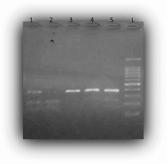 https://cdn.ncbi.nlm.nih.gov/pmc/blobs/4700/11131319/3cd0576544a5/12957_2024_3415_Fig6_HTML.jpg