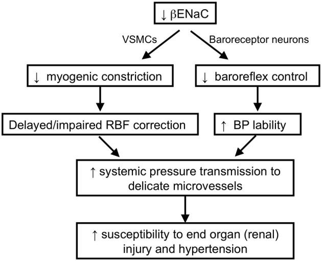 https://cdn.ncbi.nlm.nih.gov/pmc/blobs/4704/3428779/484df3e55a1d/fphys-03-00341-g0007.jpg