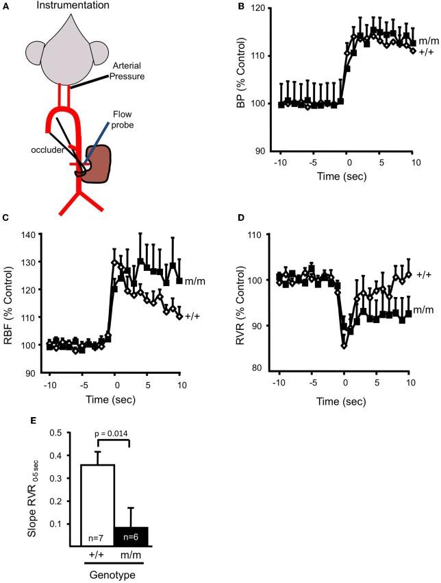 https://cdn.ncbi.nlm.nih.gov/pmc/blobs/4704/3428779/5e8be9e3d874/fphys-03-00341-g0005.jpg