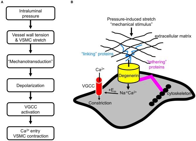 https://cdn.ncbi.nlm.nih.gov/pmc/blobs/4704/3428779/e281348c6d91/fphys-03-00341-g0001.jpg