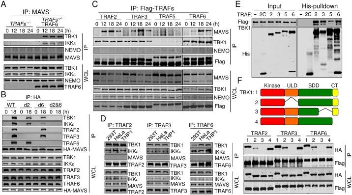https://cdn.ncbi.nlm.nih.gov/pmc/blobs/4704/5699845/067a6a7f9bdb/ppat.1006720.g002.jpg