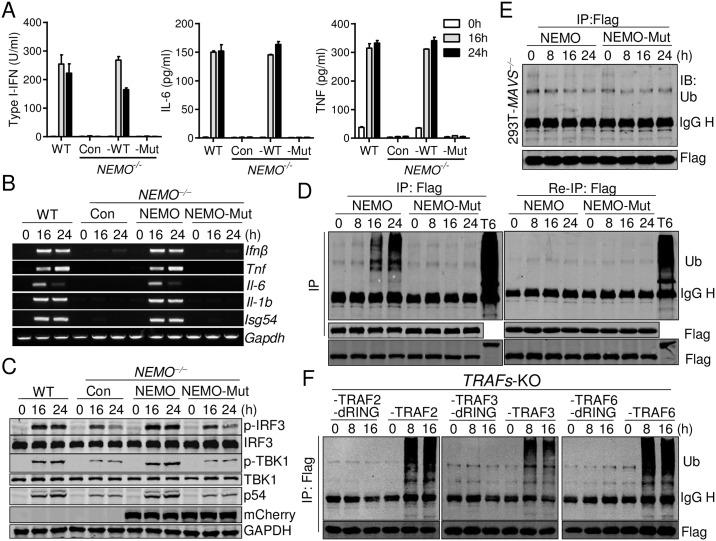 https://cdn.ncbi.nlm.nih.gov/pmc/blobs/4704/5699845/4562a4301311/ppat.1006720.g006.jpg