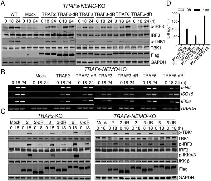 https://cdn.ncbi.nlm.nih.gov/pmc/blobs/4704/5699845/b4ee33f96cc3/ppat.1006720.g004.jpg
