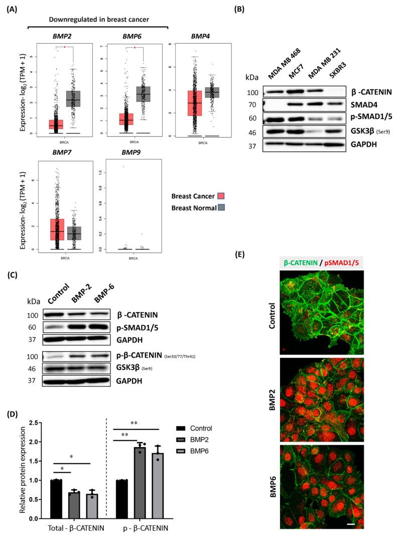 https://cdn.ncbi.nlm.nih.gov/pmc/blobs/4707/11083028/470160c79949/ijms-25-04593-g001.jpg