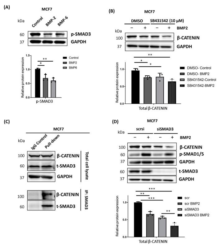 https://cdn.ncbi.nlm.nih.gov/pmc/blobs/4707/11083028/8905530b2cf3/ijms-25-04593-g006.jpg