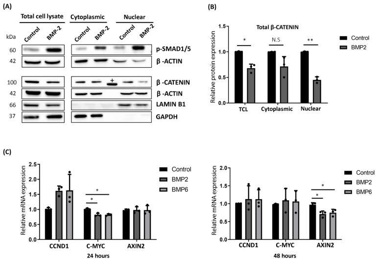 https://cdn.ncbi.nlm.nih.gov/pmc/blobs/4707/11083028/9d6c1cd81e5f/ijms-25-04593-g003.jpg