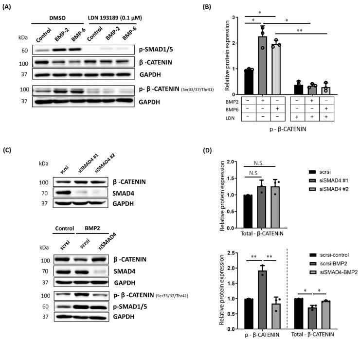 https://cdn.ncbi.nlm.nih.gov/pmc/blobs/4707/11083028/bbbff684deb6/ijms-25-04593-g002.jpg