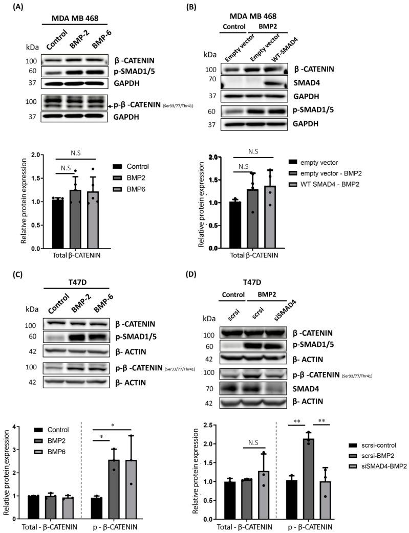 https://cdn.ncbi.nlm.nih.gov/pmc/blobs/4707/11083028/d56d08836ec2/ijms-25-04593-g005.jpg