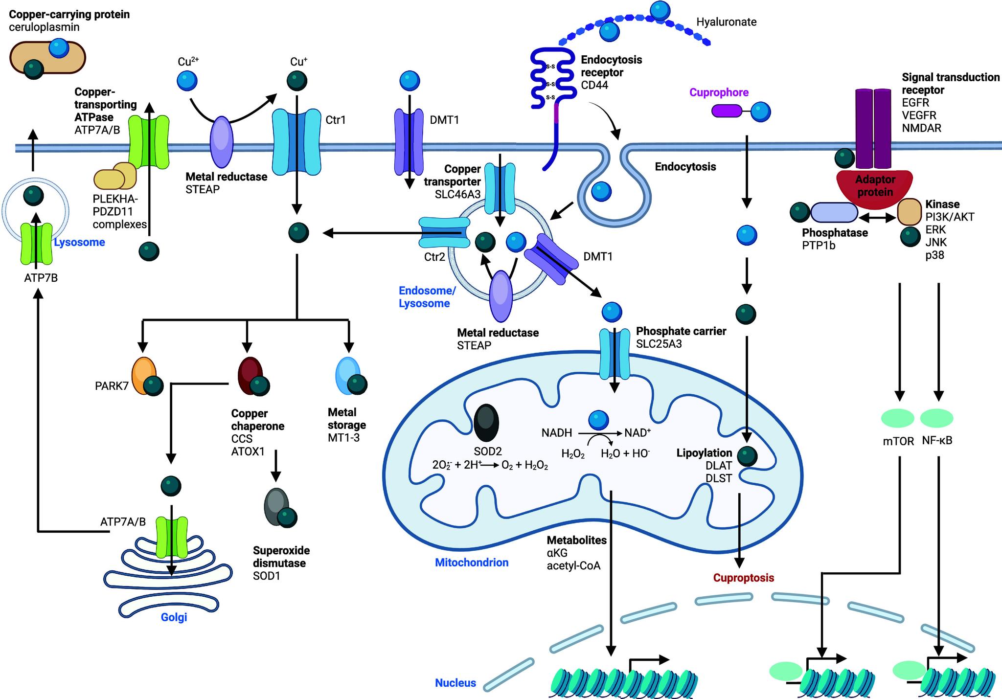 https://cdn.ncbi.nlm.nih.gov/pmc/blobs/4708/11758815/c112fa6c2d0a/cr4c00577_0009.jpg