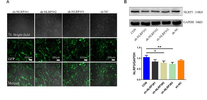 https://cdn.ncbi.nlm.nih.gov/pmc/blobs/4709/11234732/1ea7477b4ed7/12872_2024_4010_Fig3_HTML.jpg