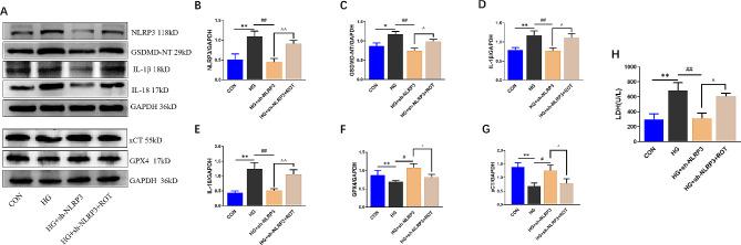 https://cdn.ncbi.nlm.nih.gov/pmc/blobs/4709/11234732/bfd024bac0b1/12872_2024_4010_Fig7_HTML.jpg