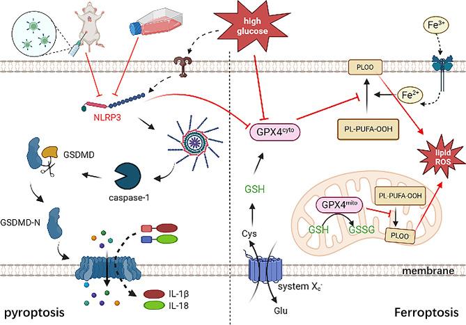 https://cdn.ncbi.nlm.nih.gov/pmc/blobs/4709/11234732/dd7dc404d2b6/12872_2024_4010_Fig8_HTML.jpg