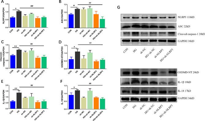 https://cdn.ncbi.nlm.nih.gov/pmc/blobs/4709/11234732/eb3350419a4f/12872_2024_4010_Fig5_HTML.jpg