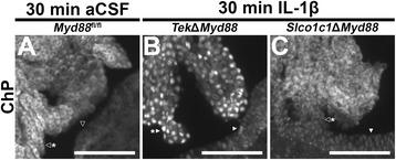 https://cdn.ncbi.nlm.nih.gov/pmc/blobs/470b/5680784/7167fcac233c/12974_2017_990_Fig6_HTML.jpg