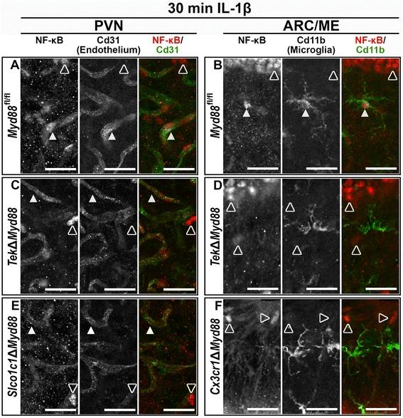https://cdn.ncbi.nlm.nih.gov/pmc/blobs/470b/5680784/96a6c79ee392/12974_2017_990_Fig5_HTML.jpg