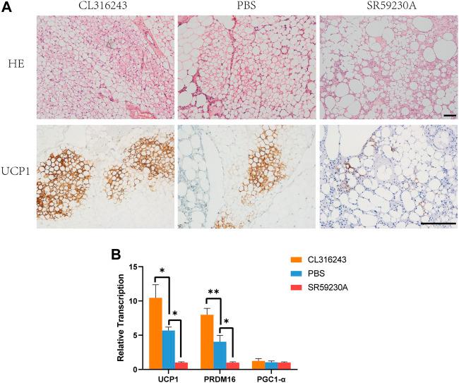 https://cdn.ncbi.nlm.nih.gov/pmc/blobs/470b/9087586/872e2a7fff00/fcell-10-845158-g003.jpg