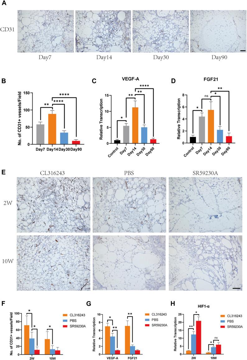 https://cdn.ncbi.nlm.nih.gov/pmc/blobs/470b/9087586/9c06ed2f817e/fcell-10-845158-g004.jpg