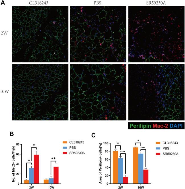 https://cdn.ncbi.nlm.nih.gov/pmc/blobs/470b/9087586/a0b94deceee8/fcell-10-845158-g005.jpg