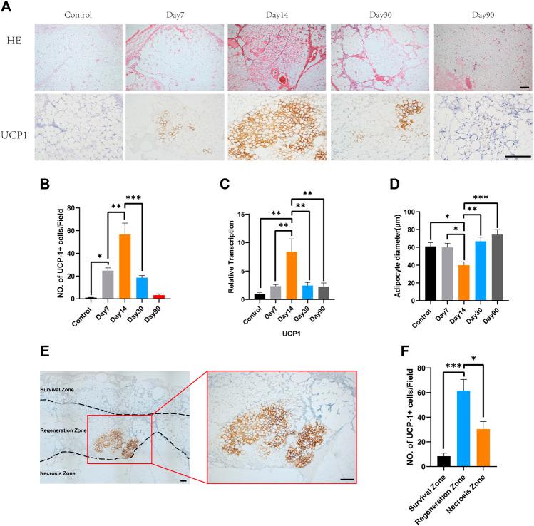 https://cdn.ncbi.nlm.nih.gov/pmc/blobs/470b/9087586/b7db55a6dbf8/fcell-10-845158-g001.jpg