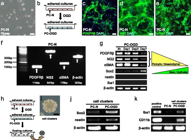 https://cdn.ncbi.nlm.nih.gov/pmc/blobs/470c/4782566/ab6fe6feb4e7/12974_2016_523_Fig6_HTML.jpg