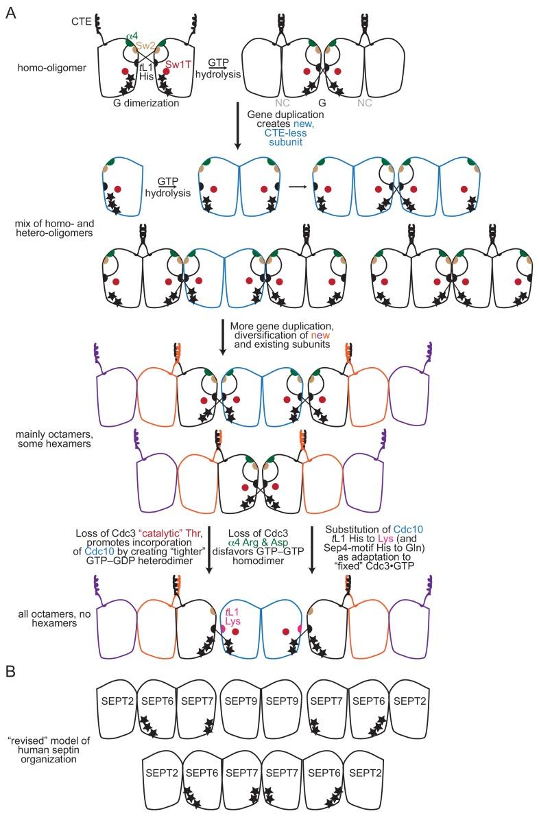 https://cdn.ncbi.nlm.nih.gov/pmc/blobs/470e/7056273/f09596a55549/elife-54355-fig9-figsupp1.jpg