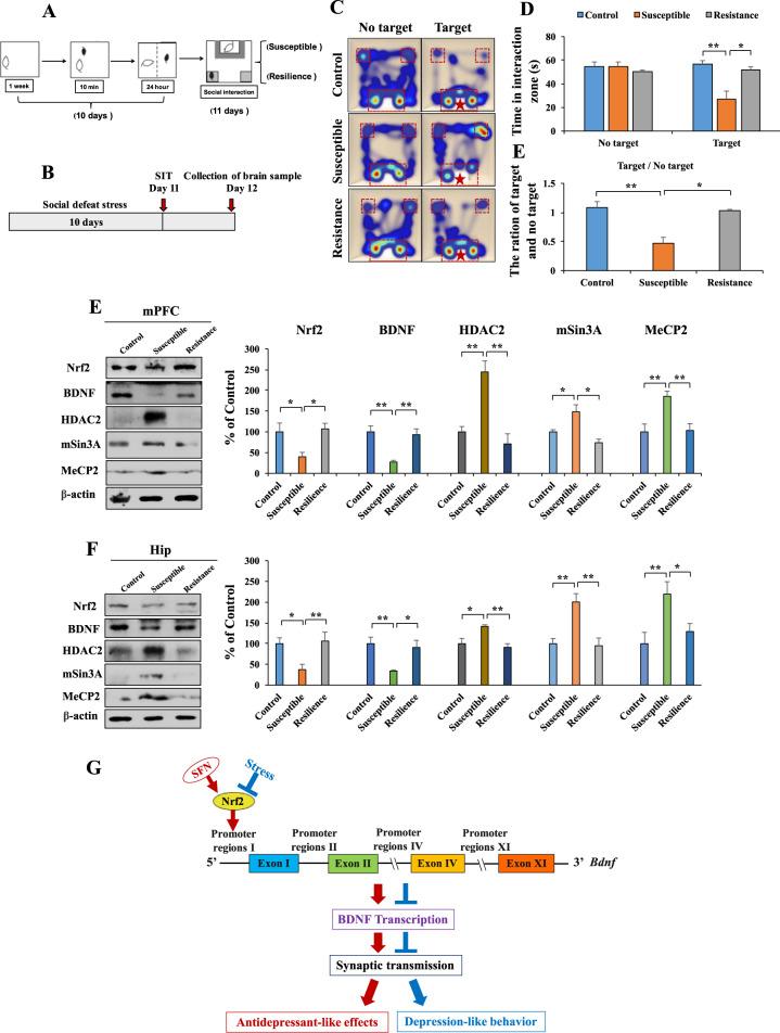 https://cdn.ncbi.nlm.nih.gov/pmc/blobs/470e/7904924/3696b37cef2f/41398_2021_1261_Fig5_HTML.jpg