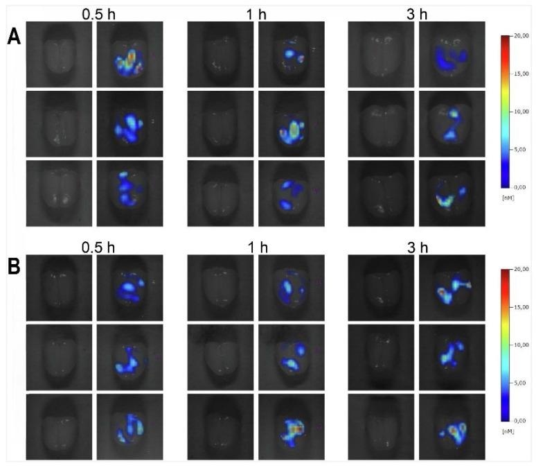 https://cdn.ncbi.nlm.nih.gov/pmc/blobs/470f/11388076/2a8cff704b55/thnov14p5022g008.jpg